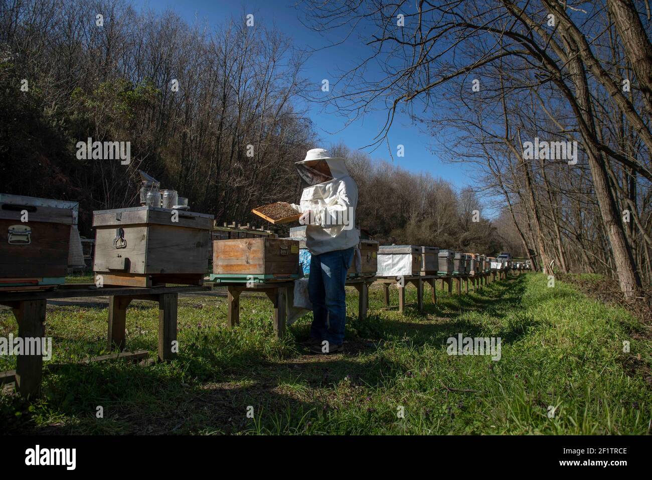 Istanbul, Turquie. 5 mars 2021. Ahmet CAN, apiculteur et chef de la Sile Beekeepers Agricultural Development Cooperative, vérifie une ruche dans un apiculteur de Sile, un quartier isolé d'Istanbul, Turquie, le 5 mars 2021. Le nombre de ruches dans tout le pays est passé de 5.6 millions en 2010 à 8 millions en 2019, et la production de miel est passée de 81,000 à 109,000 tonnes, selon de récents rapports de presse. Credit: Osman Orsal/Xinhua/Alay Live News Banque D'Images