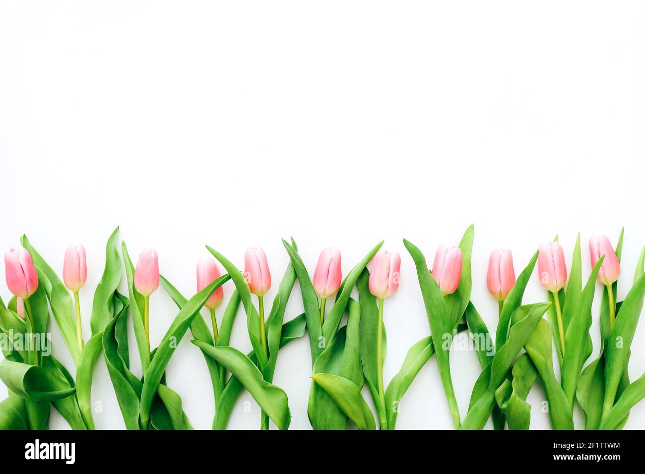 Les tulipes roses sur fond blanc. Vue de dessus Banque D'Images
