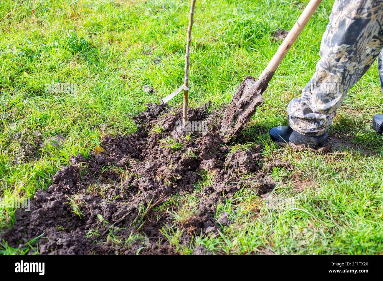 Plantation de semis d'arbres fruitiers. Un homme enterrer un jeune arbre fruitier dans le jardin avec une pelle au printemps. Banque D'Images