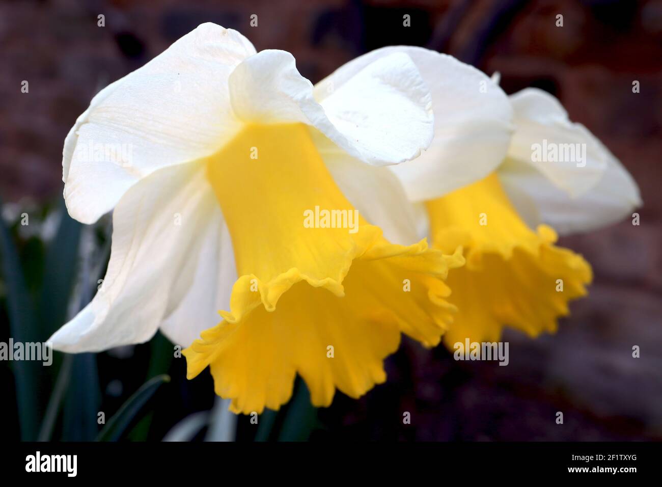 Narcissus ‘Goblet’ Division 1 daffodils en trompette Goblet jondil – pétales blancs et grande trompette jaune foncé à franges, mars, Angleterre, Royaume-Uni Banque D'Images
