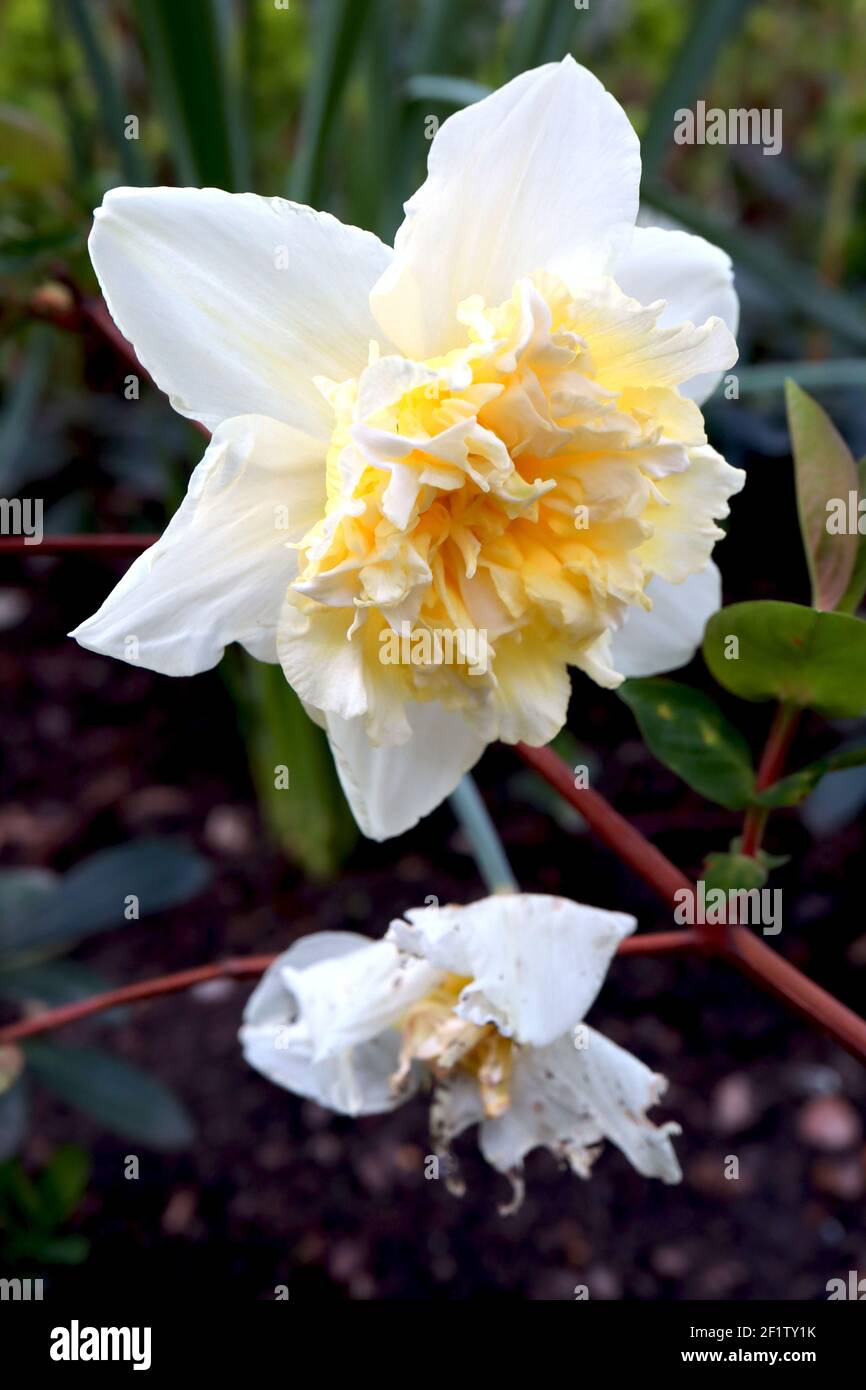 Narcisse 'Ice King' Division 4 Double daffodils Ice King daffodil – pétales blancs, base jaune et coeur à volants crème, mars, Angleterre, Royaume-Uni Banque D'Images