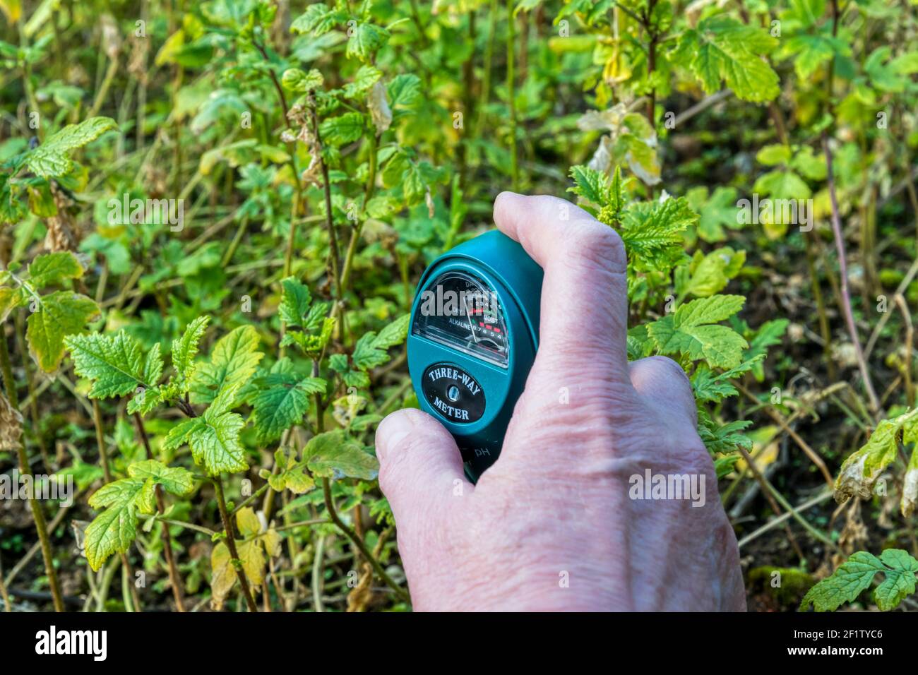 Femme testant le pH de son sol de jardin à l'aide d'un mètre pour montrer l'acidité, la teneur en humidité et les niveaux de lumière. Banque D'Images