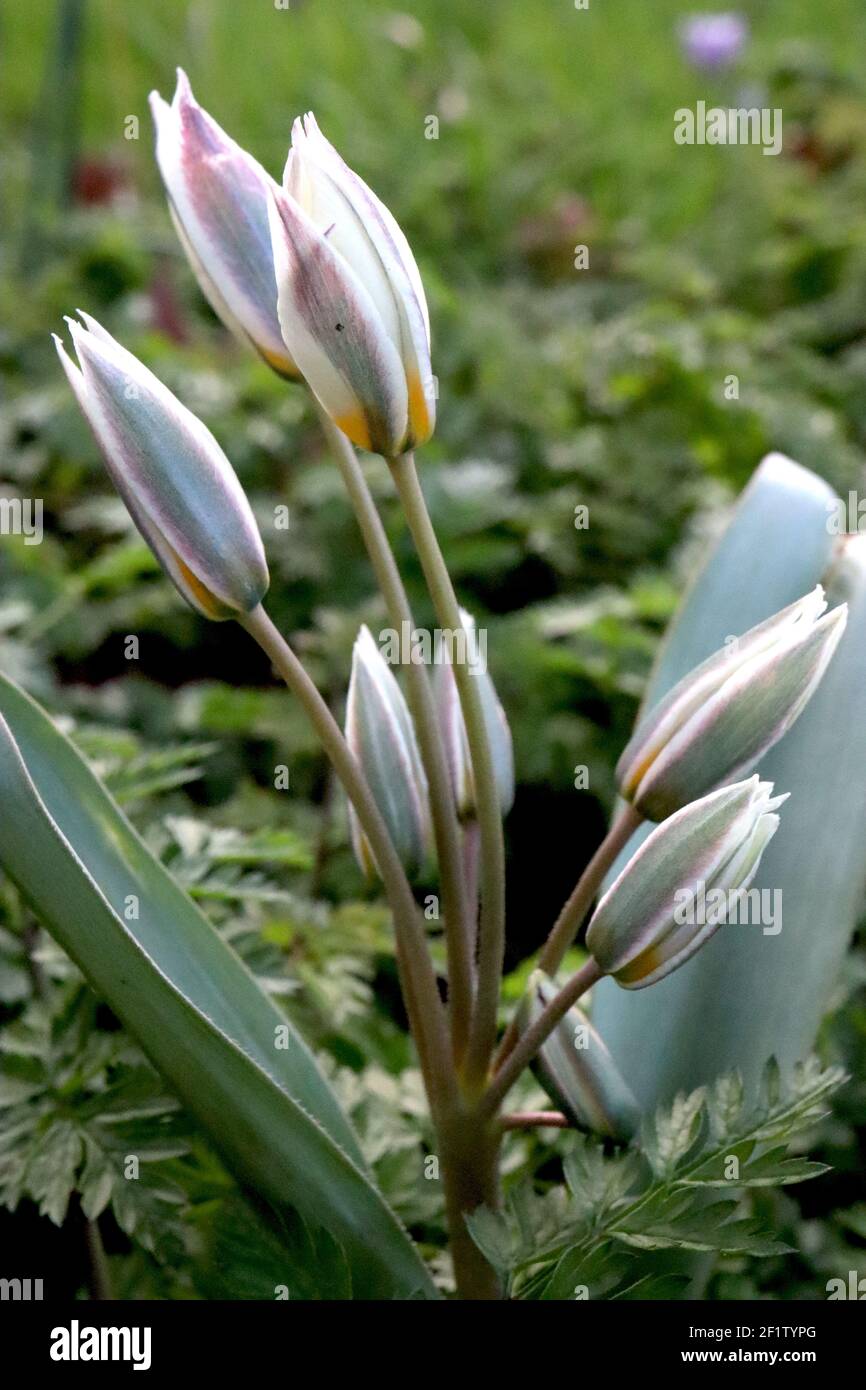 Tulipa biflora espèce tulipe 15 tulipe biflora – tulipes blanches à fond violet et vert, base jaune, mars, Angleterre, Royaume-Uni Banque D'Images