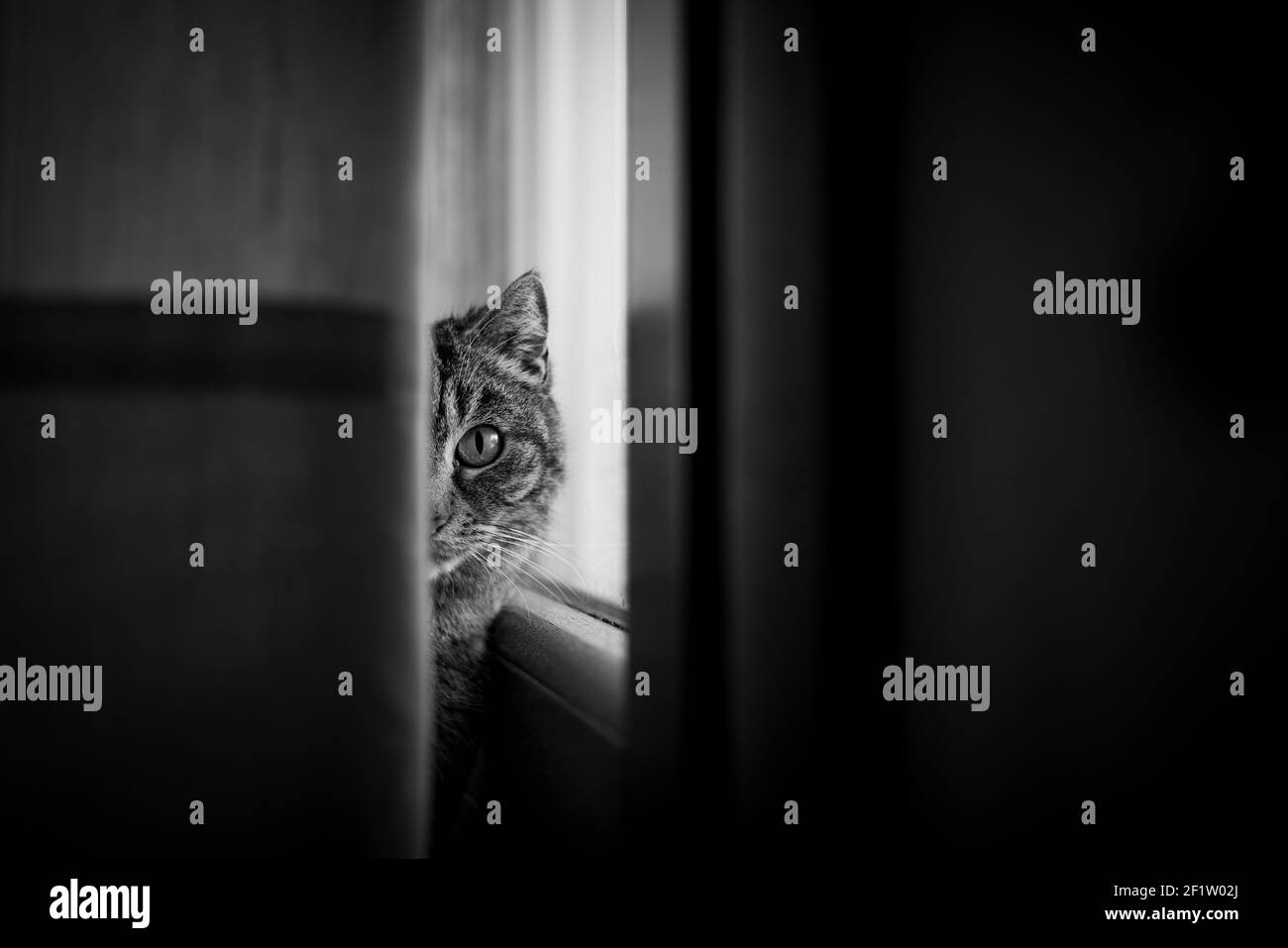 Portrait de chat caché derrière une tente dans le restaurant chambre Banque D'Images