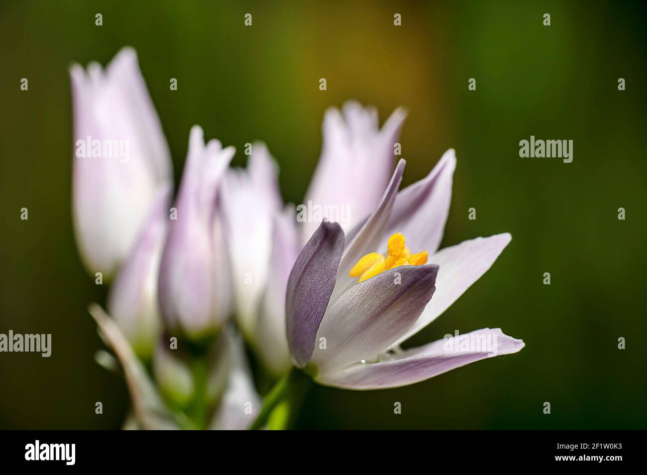 Fleur d'ail sauvage, Allium ursinum, Allium Roseum, Sardaigne, Macro Photography, Gros plan Banque D'Images