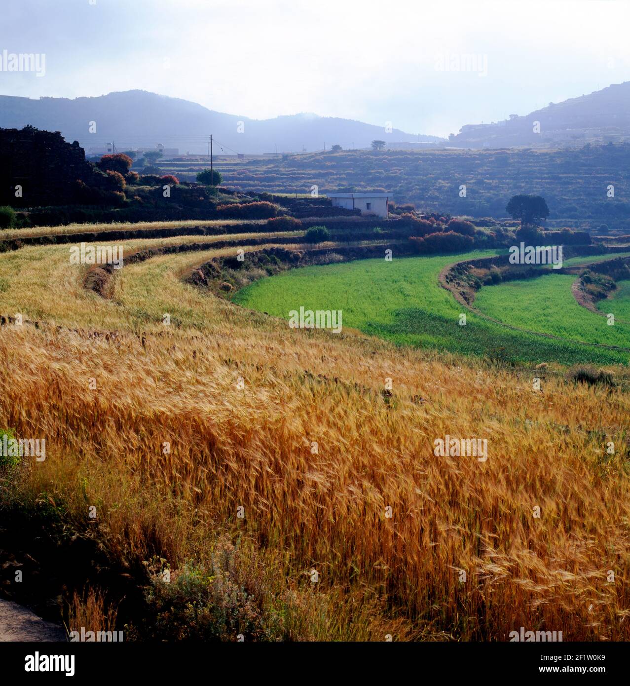 Vue paysage de champs agricoles en terrasses près de Soudah, région d'Asir, l'Arabie Saoudite Banque D'Images