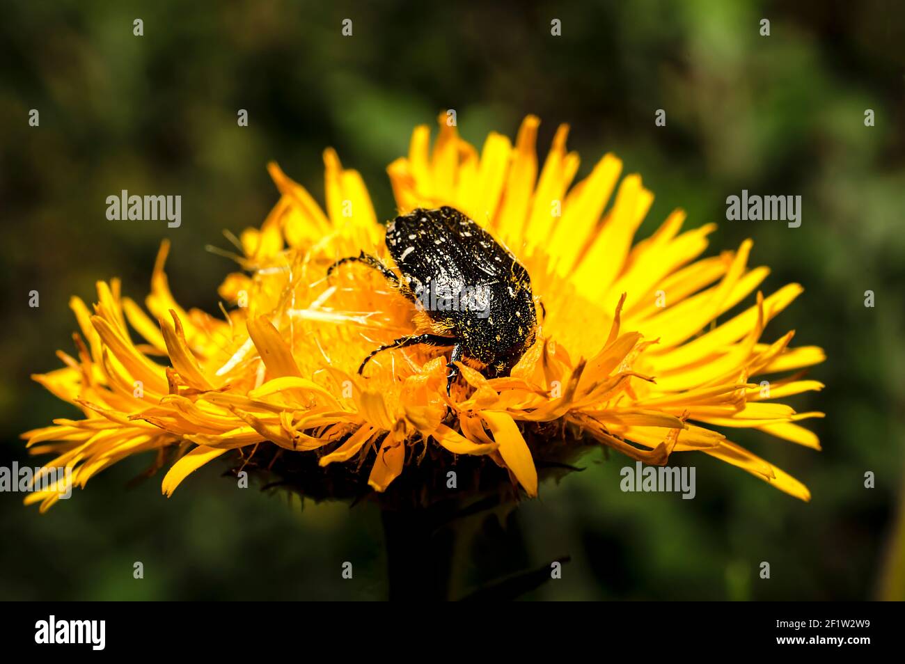 Tropinota Squalida Beetle en Sardaigne, Macro Photography, gros plan Photography Banque D'Images
