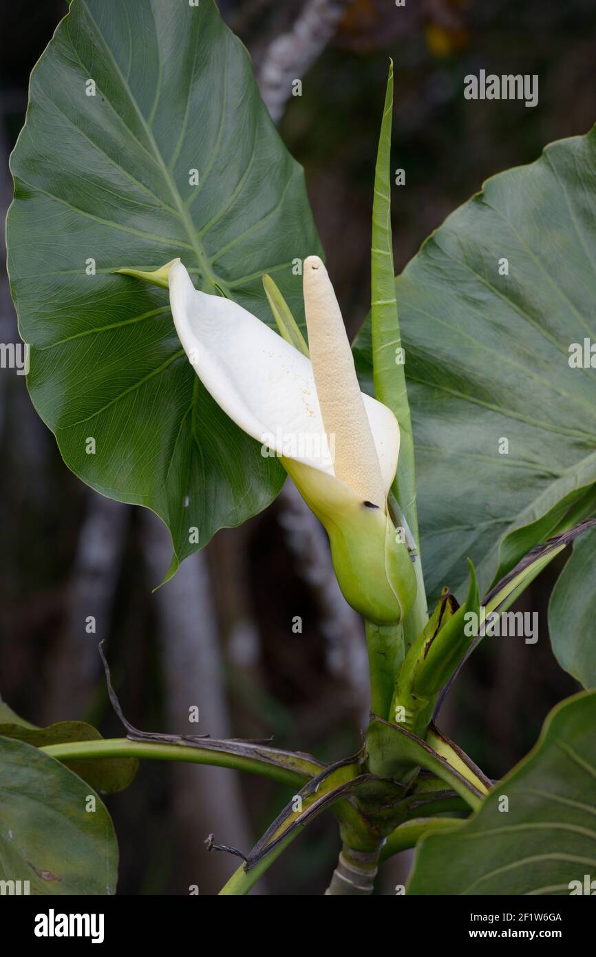 Calla Lily, la Selva Amazon Ecolodge, Orellana, Equateur Banque D'Images