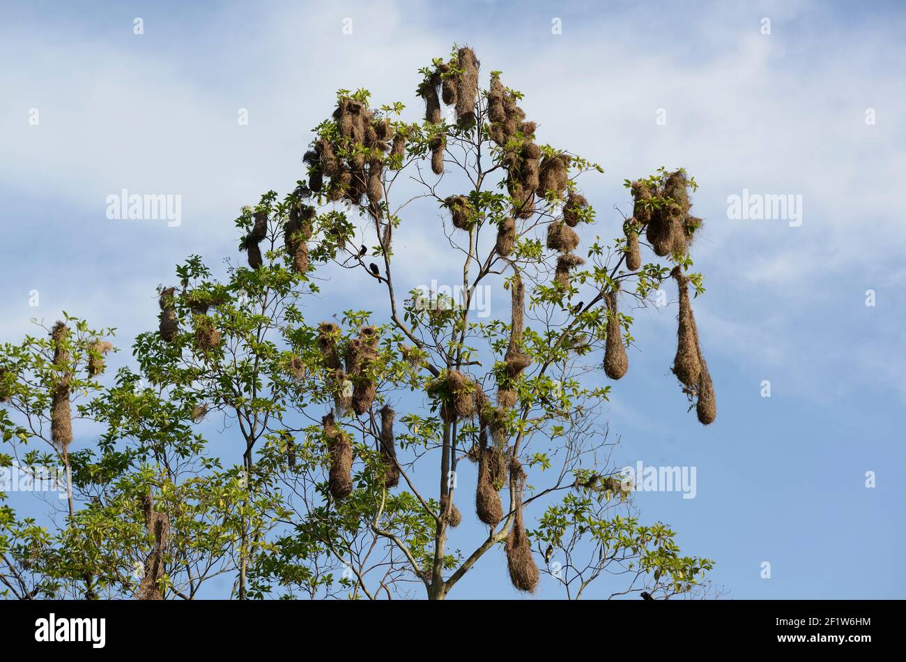 Nids d'oropendola (Psarocolius angustifrons), la Selva Jungle Eco Lodge, bassin de l'Amazone, Équateur Banque D'Images