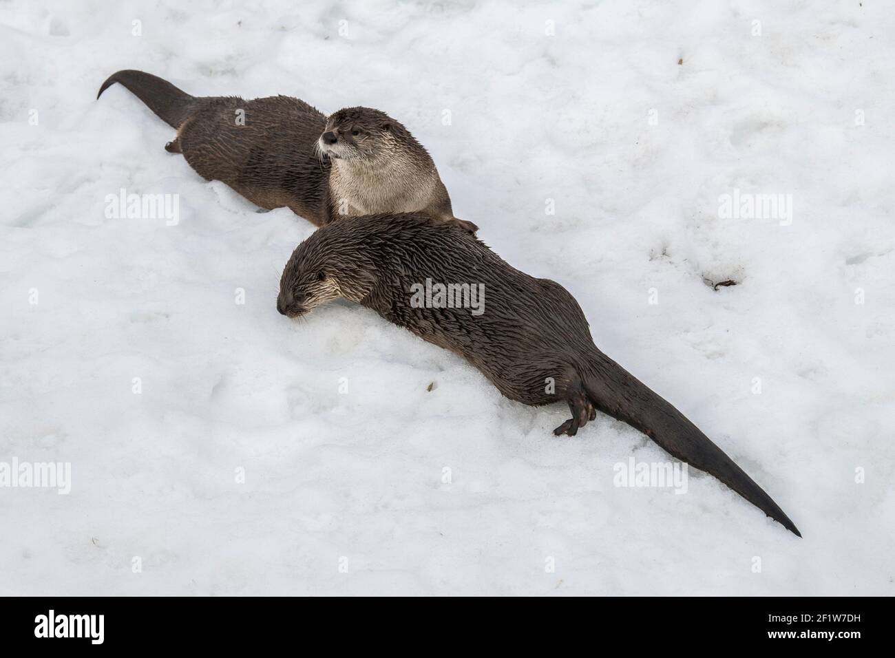 L'Amérique du Nord La loutre de rivière (Lontra canadensis) en hiver, tourné à l'écomusée, parc zoologique à Sainte-Anne de Bellevue, Québec, tourné à l'écomusée, Zo Banque D'Images