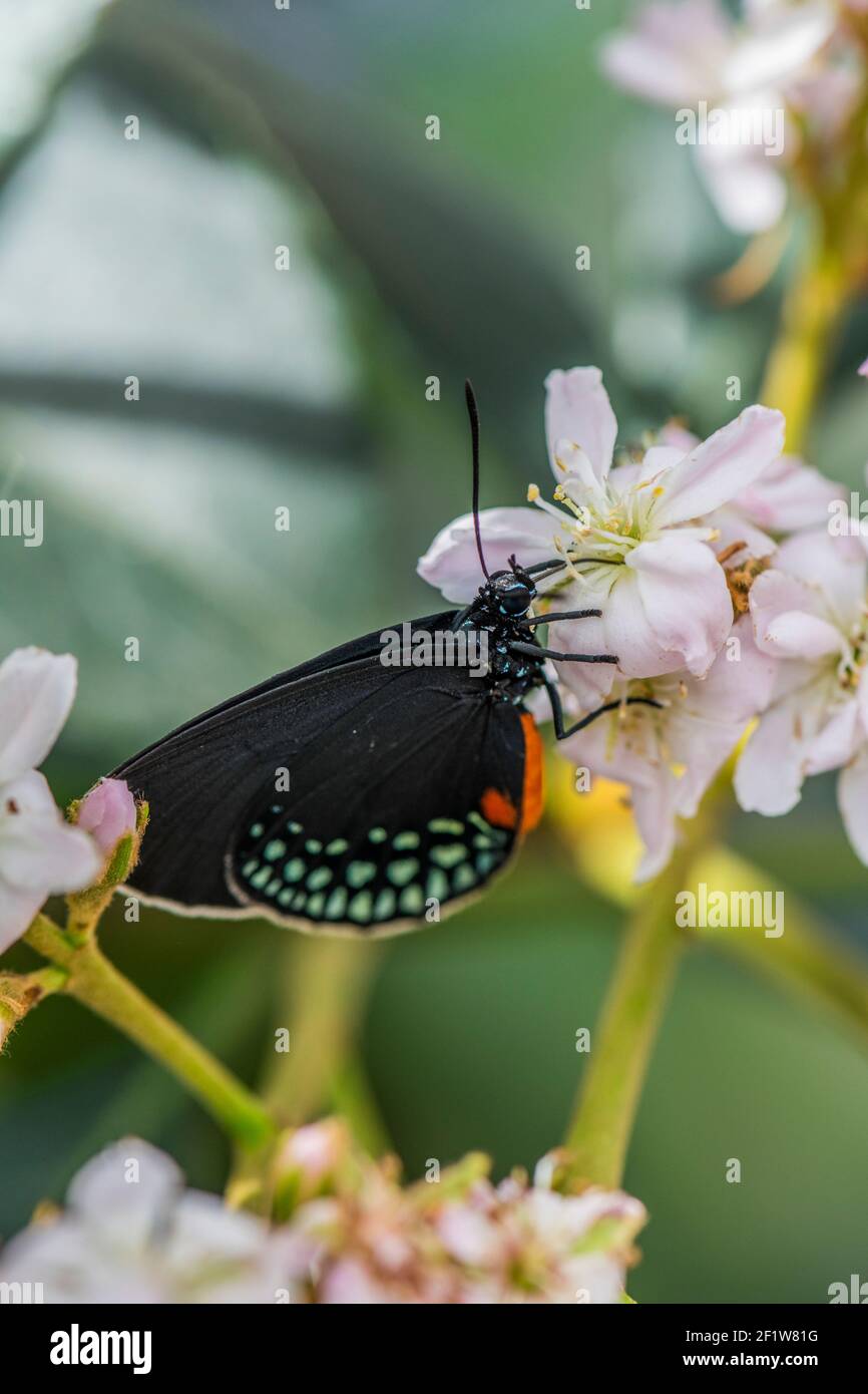 Gros plan sur le papillon Atala (Eumaeus atala) se nourrissant d'une fleur aux Jardins botaniques de Montréal, Québec, Canada Banque D'Images Gros plan sur le papillon Atala (Eumaeus atala) se nourrissant d'une fleur aux Jardins botaniques de Montréal, Québec, Canada Banque D'Images