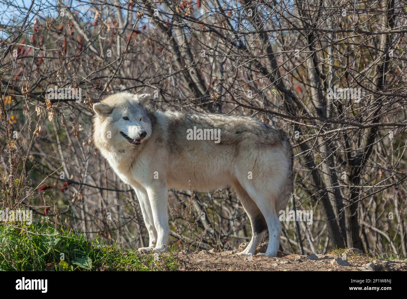 Le loup gris (Canis lupus), également connu sous le nom de loup à bois, en automne, Eco Museum, Ste Anne de Bellevue, QC Banque D'Images