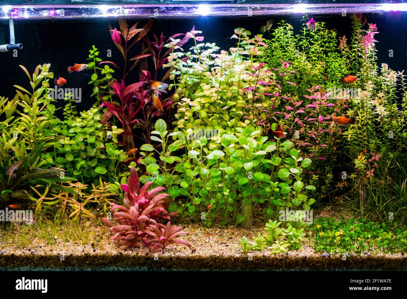 Aquarium d'eau douce plein de plantes sous-marines vertes et rouges et poissons Banque D'Images