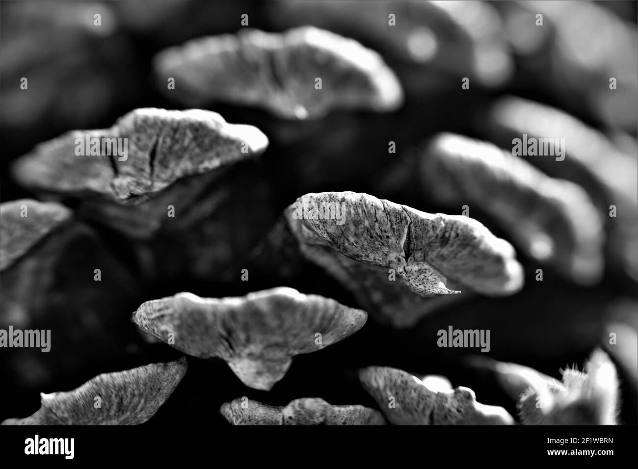 Echelle de cône en pin. Banque D'Images