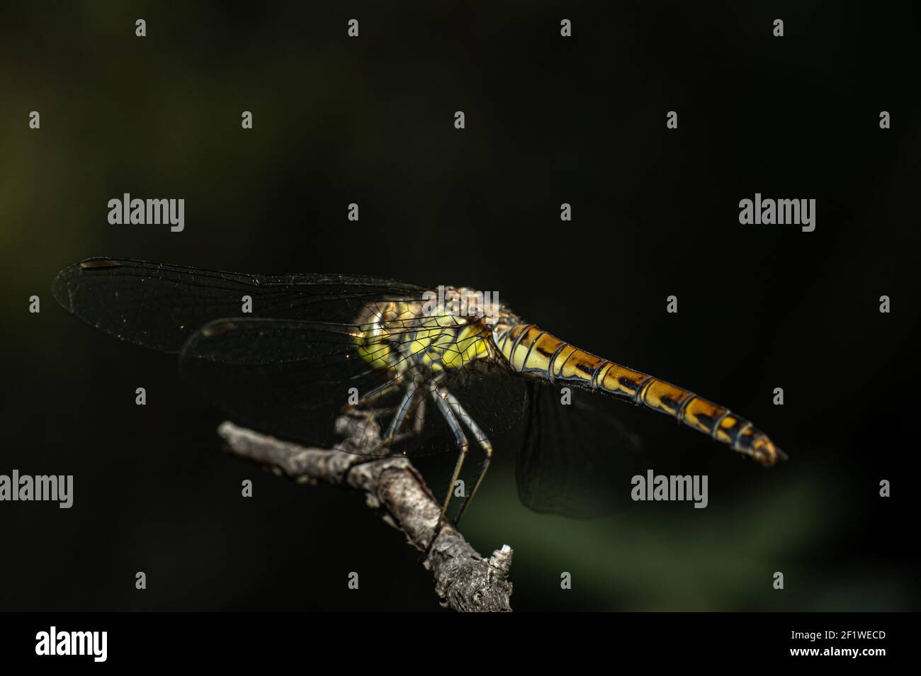 Libellules Macro photographie dans la campagne de la Sardaigne Italie, en particulier, Détails Banque D'Images