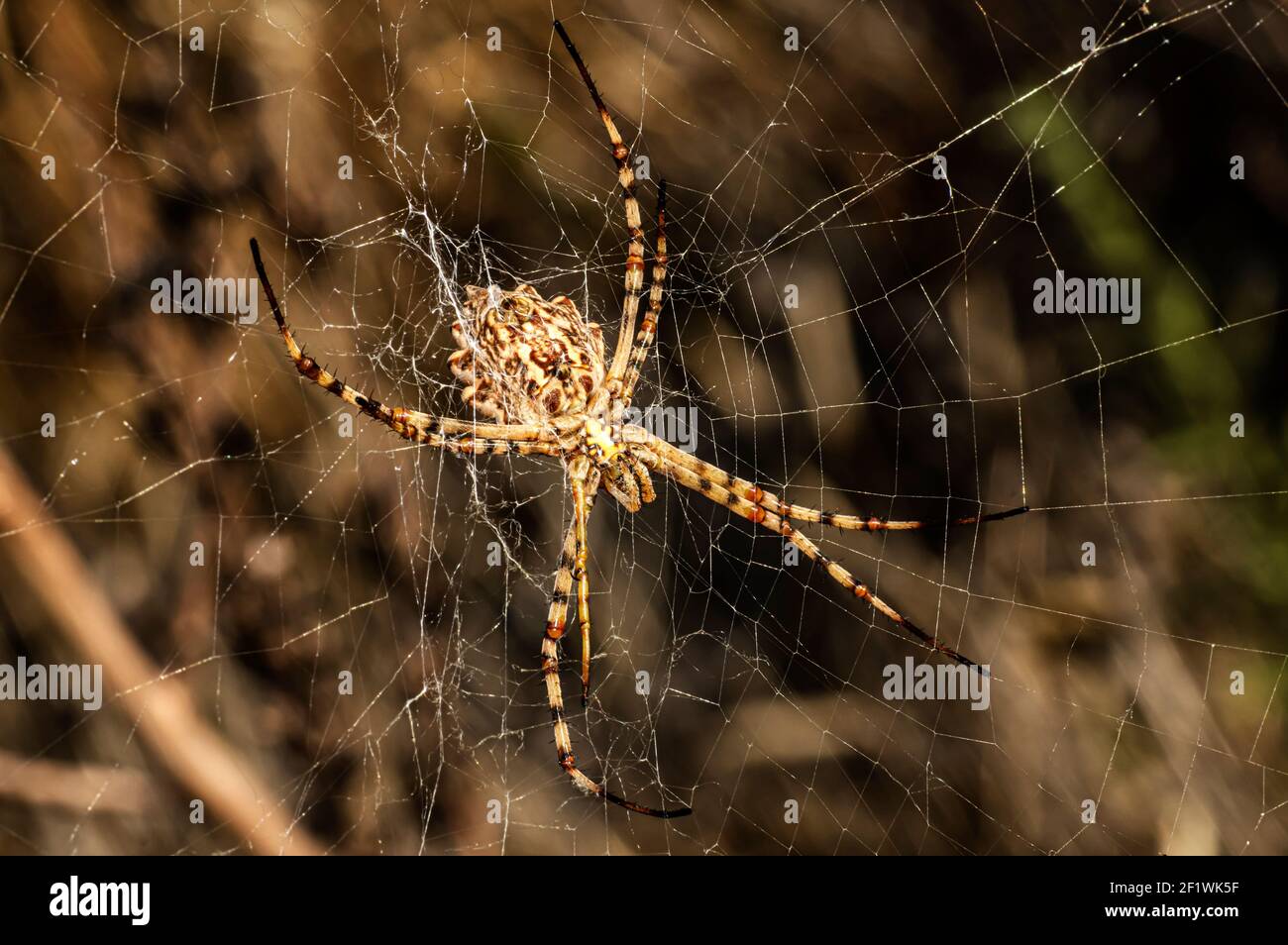 Argiope Lobata Femme Macro photo prise en Sardaigne, Détails Banque D'Images