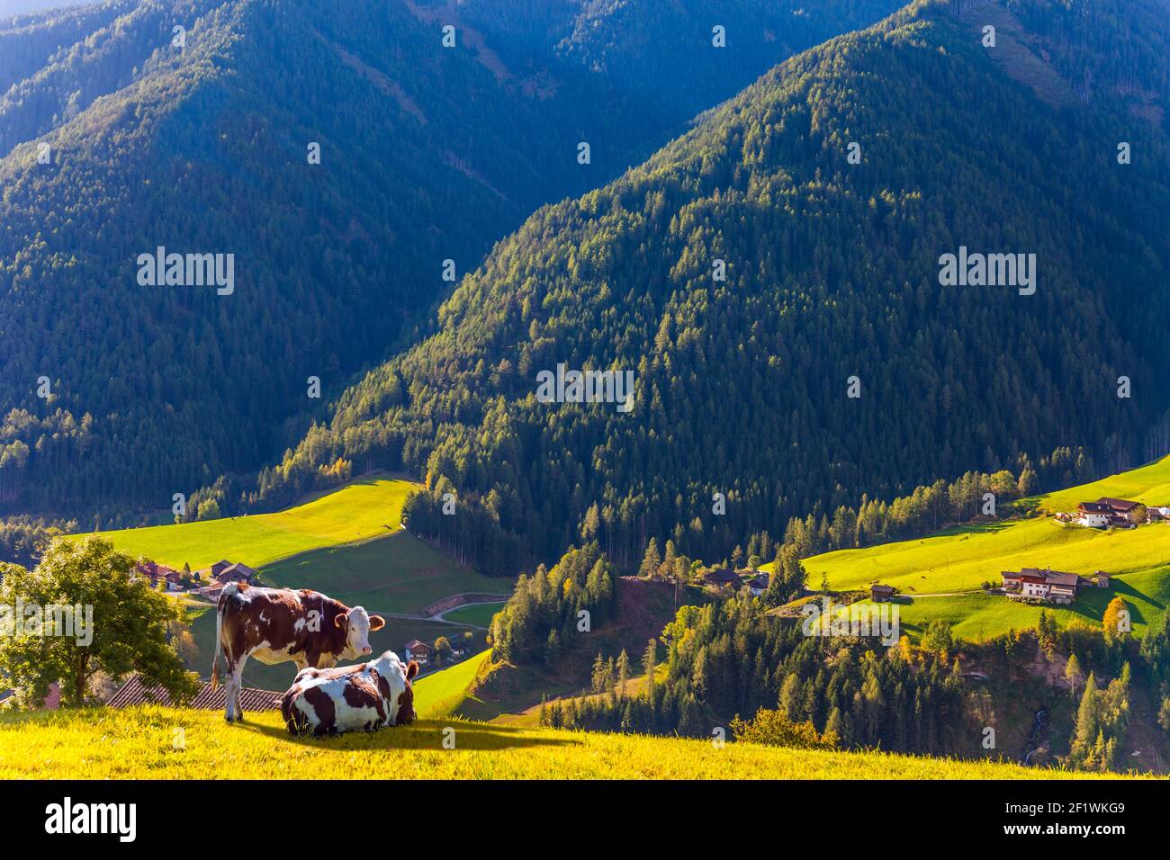 Les vaches se broutent sur les pentes vertes Banque D'Images