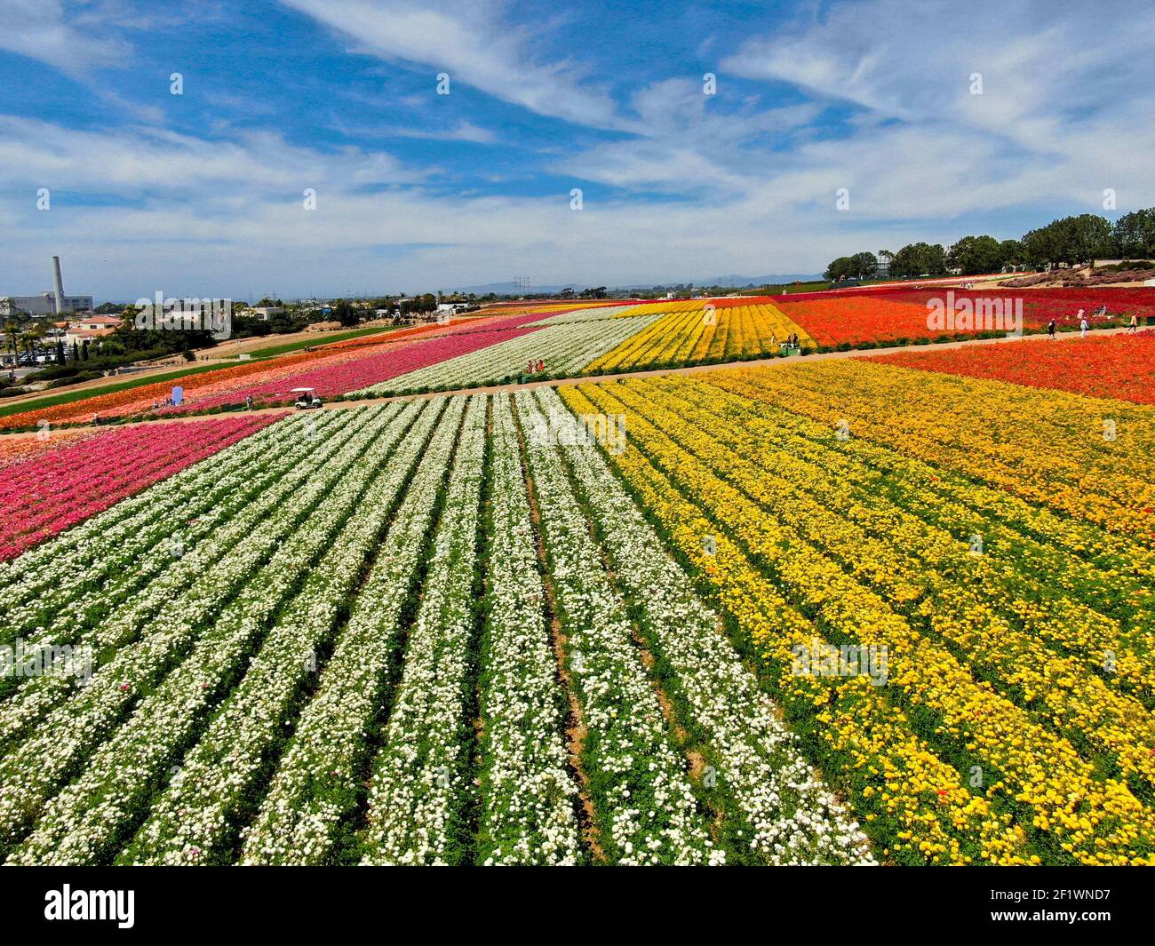 Vue aérienne des champs de fleurs. Banque D'Images