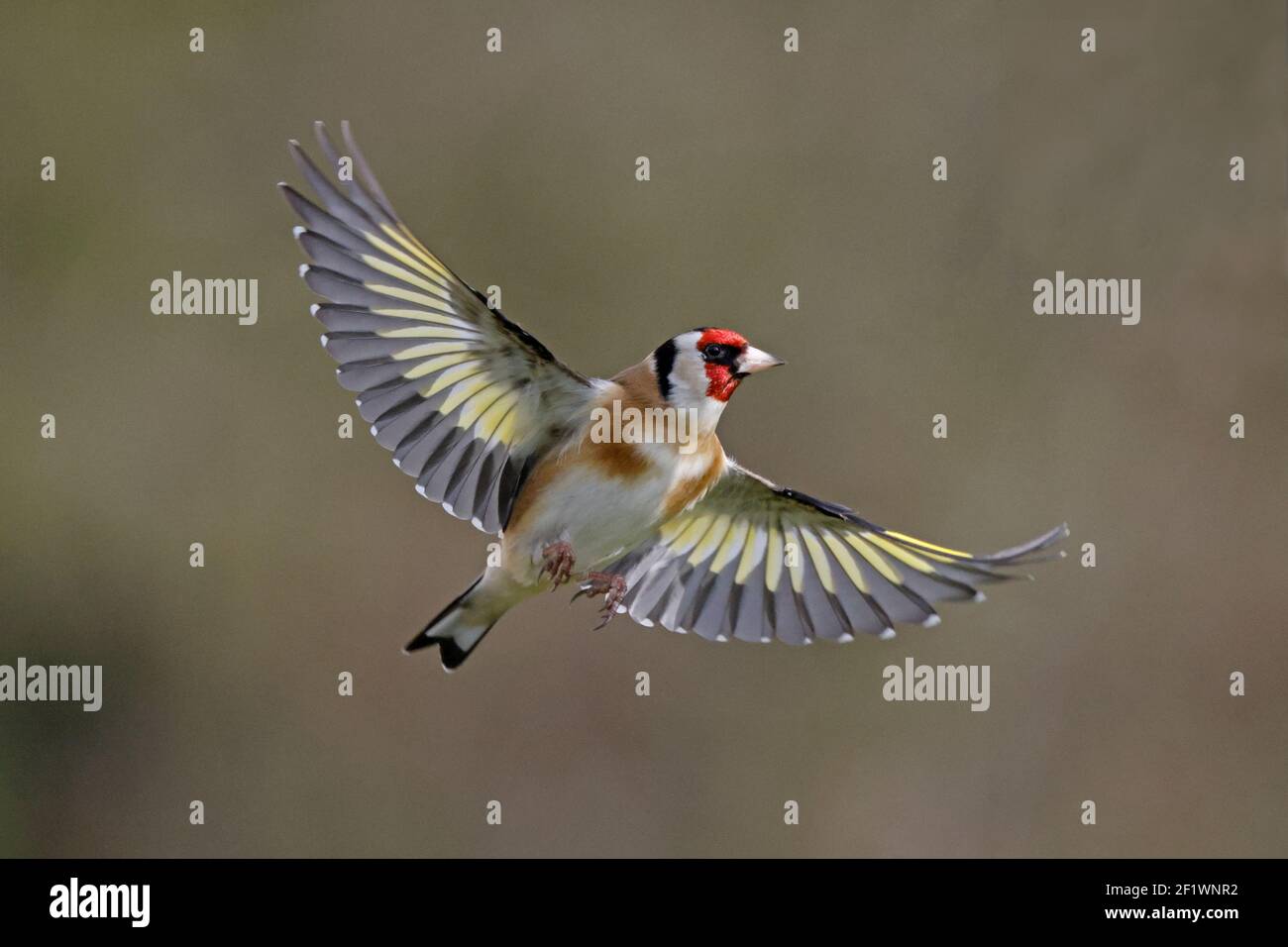 European Goldfinch en vol Forest of Dean UK Banque D'Images European Goldfinch en vol Forest of Dean UK Banque D'Images