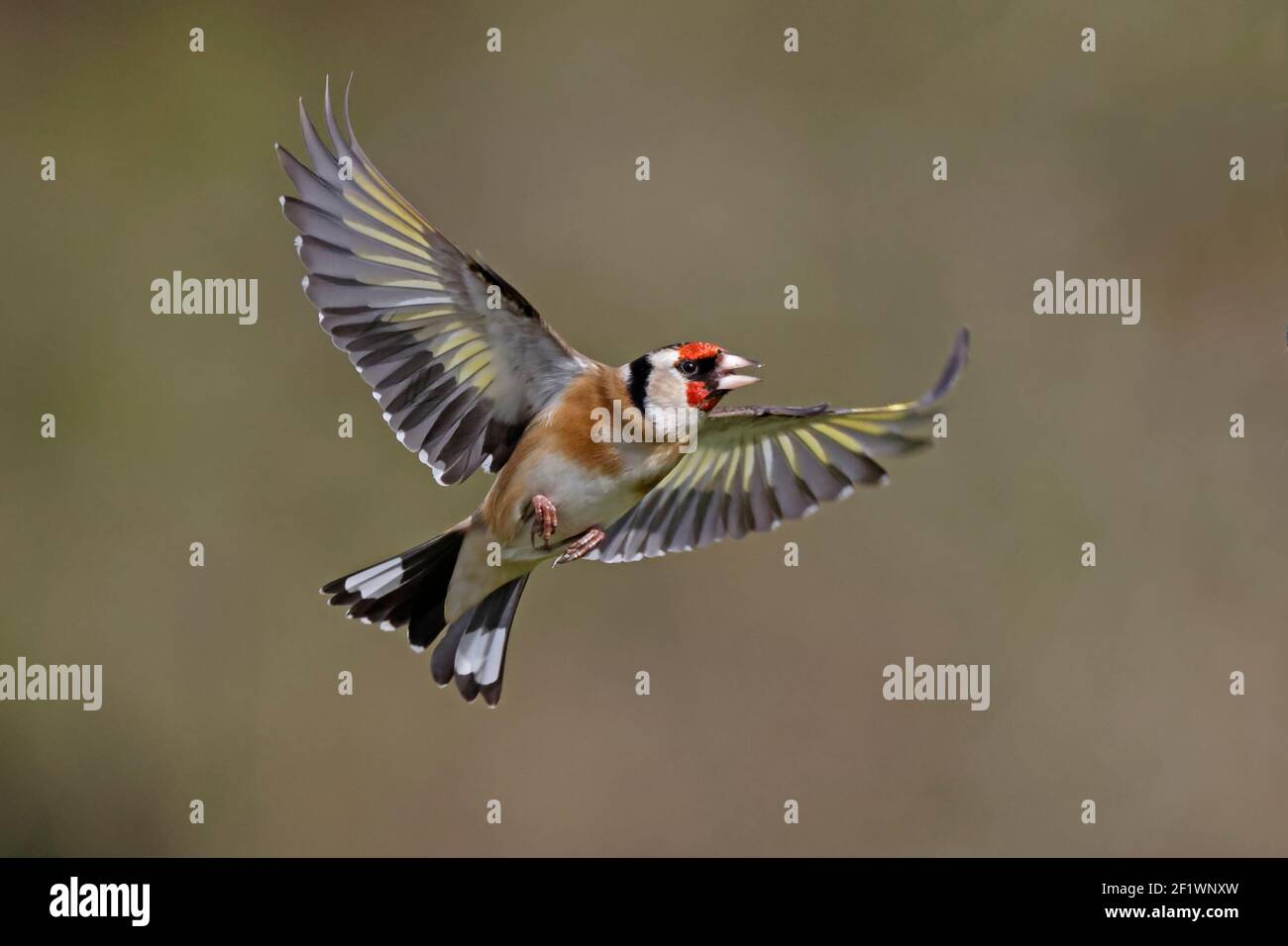 European Goldfinch en vol Forest of Dean UK Banque D'Images European Goldfinch en vol Forest of Dean UK Banque D'Images