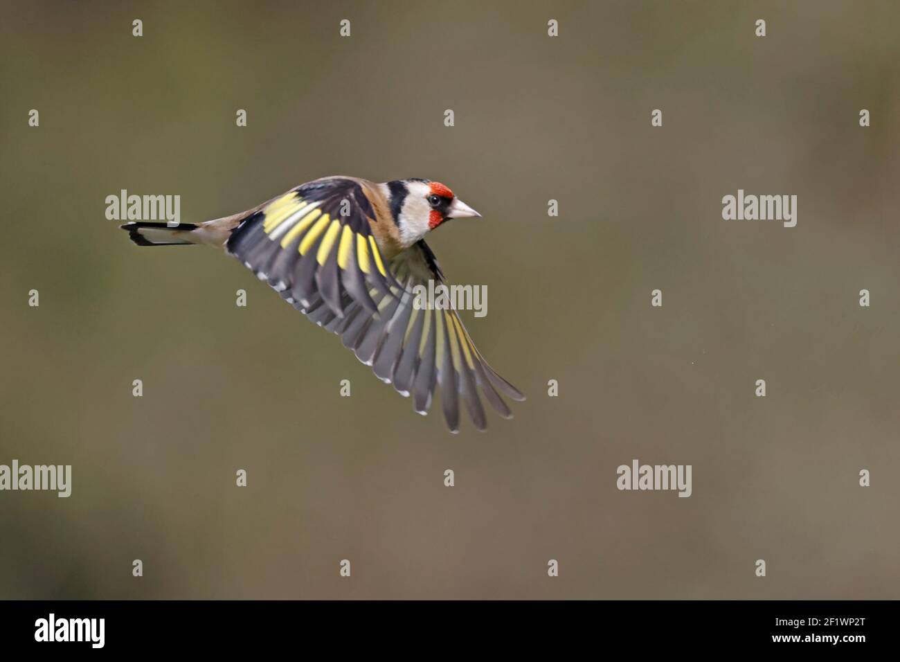 European Goldfinch en vol Forest of Dean UK Banque D'Images European Goldfinch en vol Forest of Dean UK Banque D'Images