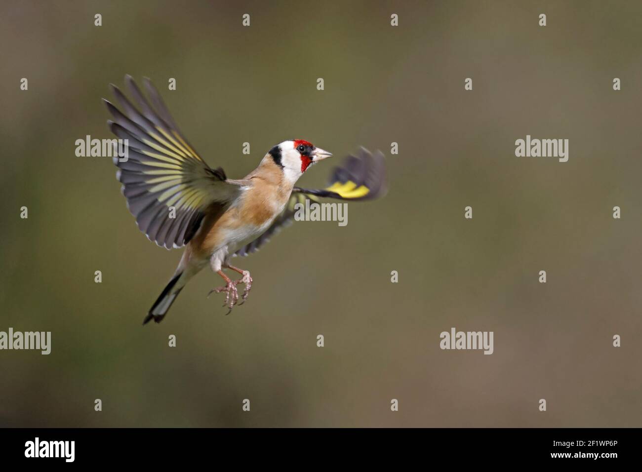 European Goldfinch en vol Forest of Dean UK Banque D'Images European Goldfinch en vol Forest of Dean UK Banque D'Images