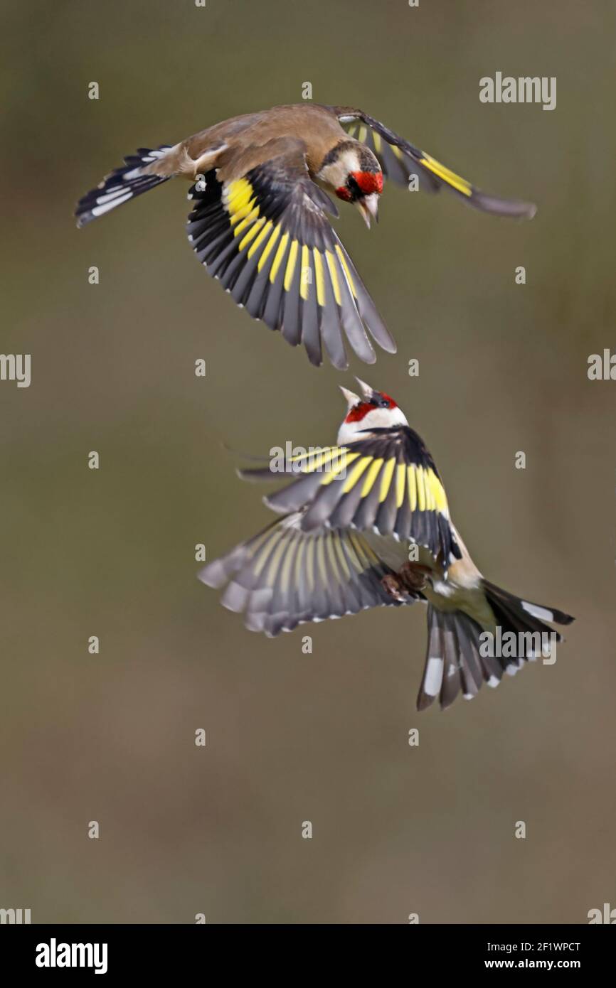 European Goldfinch en vol Forest of Dean UK Banque D'Images European Goldfinch en vol Forest of Dean UK Banque D'Images