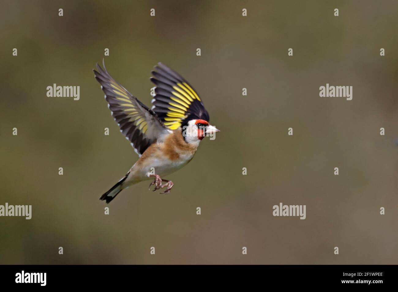 European Goldfinch en vol Forest of Dean UK Banque D'Images European Goldfinch en vol Forest of Dean UK Banque D'Images