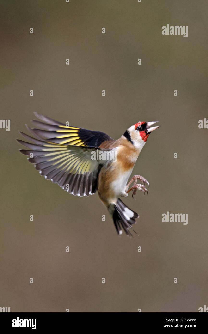 European Goldfinch en vol Forest of Dean UK Banque D'Images European Goldfinch en vol Forest of Dean UK Banque D'Images