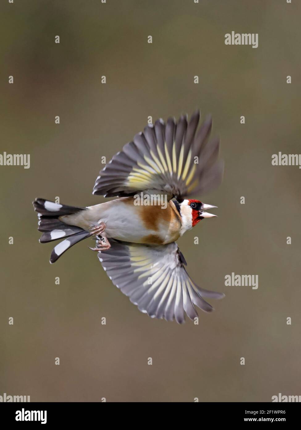 European Goldfinch en vol Forest of Dean UK Banque D'Images European Goldfinch en vol Forest of Dean UK Banque D'Images