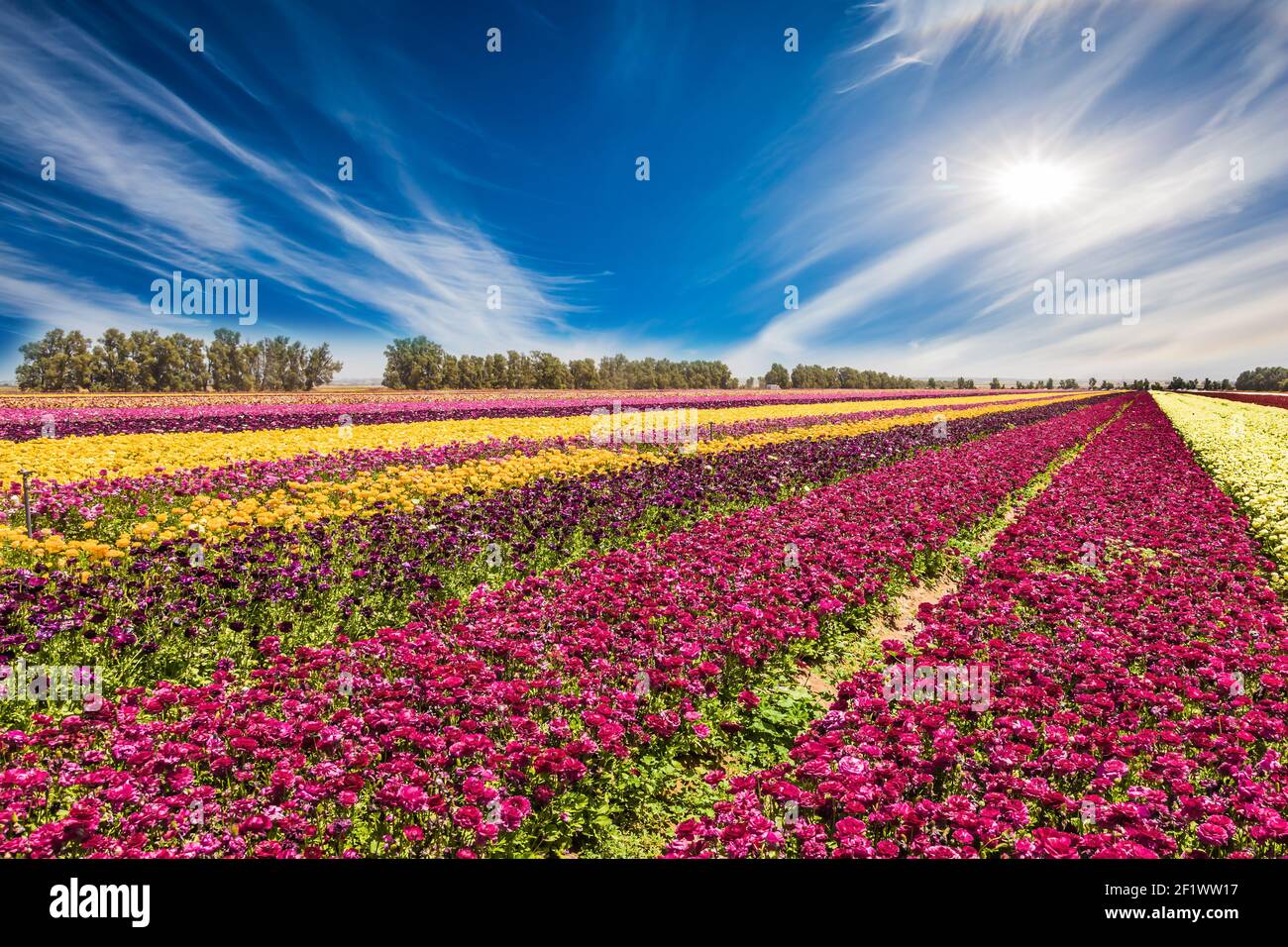 Des tasses de beurre de jardin à fleurs magnifiques Banque D'Images