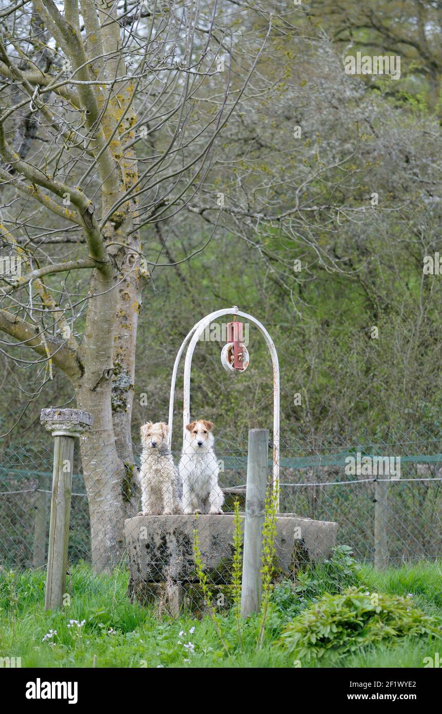 Les chiens de garde, Ecluse 37 Moulin Brule, les Rompees, Saint-Didier, Nièvre, Bourgogne, France Banque D'Images