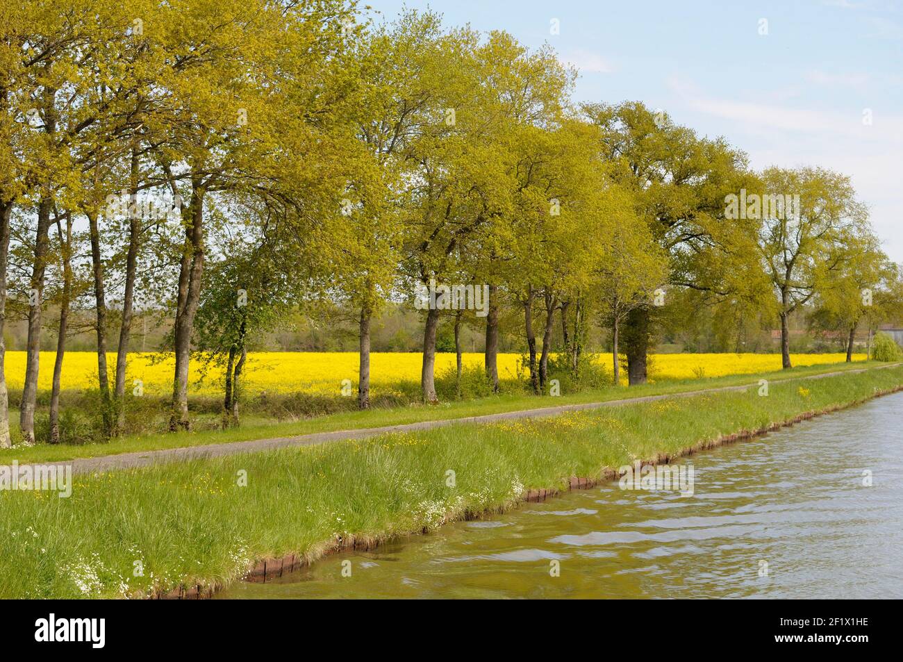 Arbres et champs de moutarde le long des rives du Canal Latéral à la Loire, France Banque D'Images