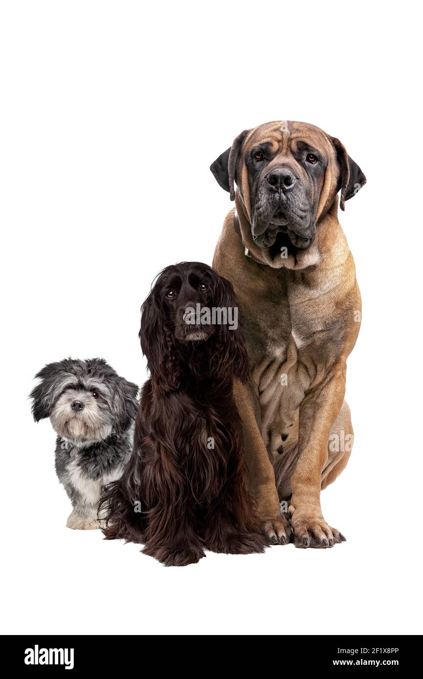 trois chiens de différentes tailles isolés devant un blanc arrière-plan Banque D'Images