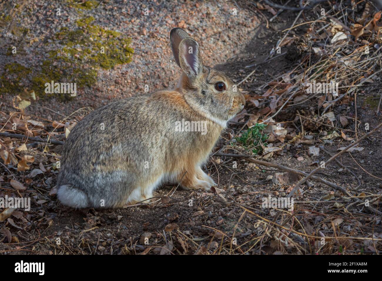 Lapin de Nuttall ou lapin de montagne de coton (Sylvilagus nuttalli) dans la région de Sellar's Gulch, Castle Rock Colorado USA. Photo prise en novembre. Banque D'Images Lapin de Nuttall ou lapin de montagne de coton (Sylvilagus nuttalli) dans la région de Sellar's Gulch, Castle Rock Colorado USA. Photo prise en novembre. Banque D'Images