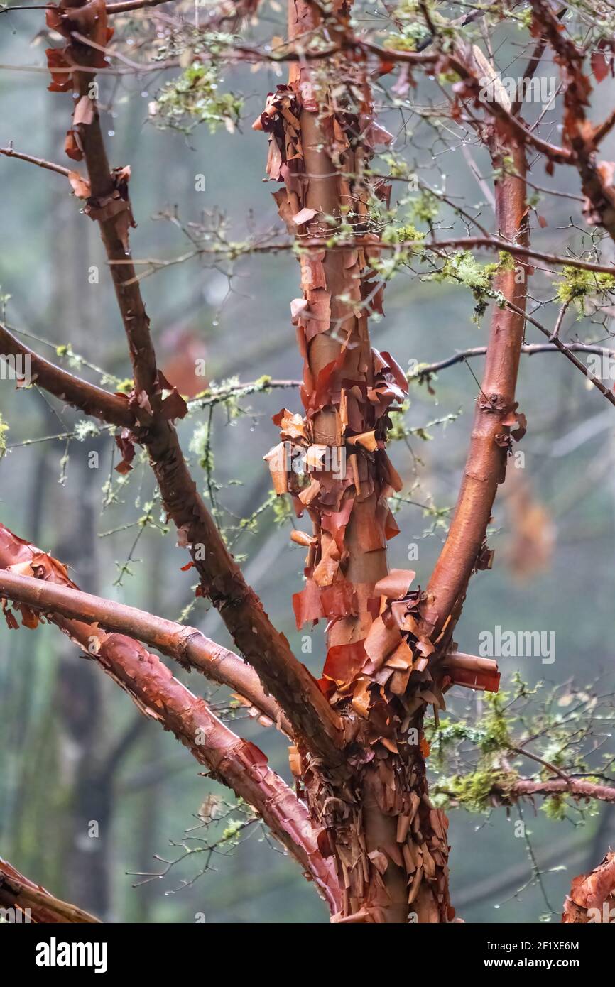 Issaquah, Washington, États-Unis. Érable à écorce de papier (Acer griseum) avec écorce rouge qui s'écaille le jour de la brume. Banque D'Images