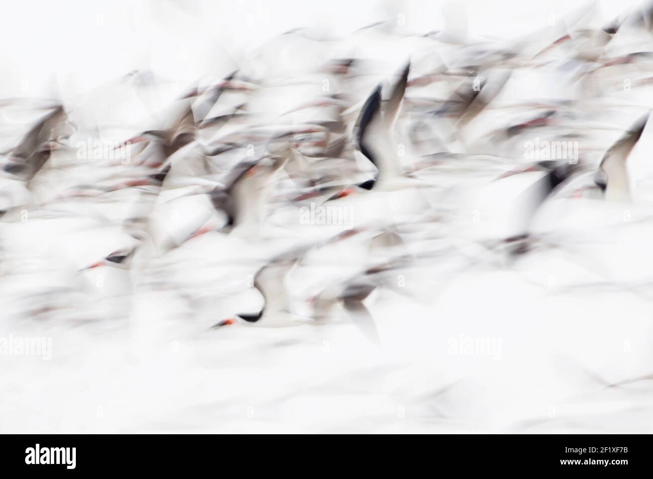 Skimmer noir flock Flight motion abstrait Banque D'Images