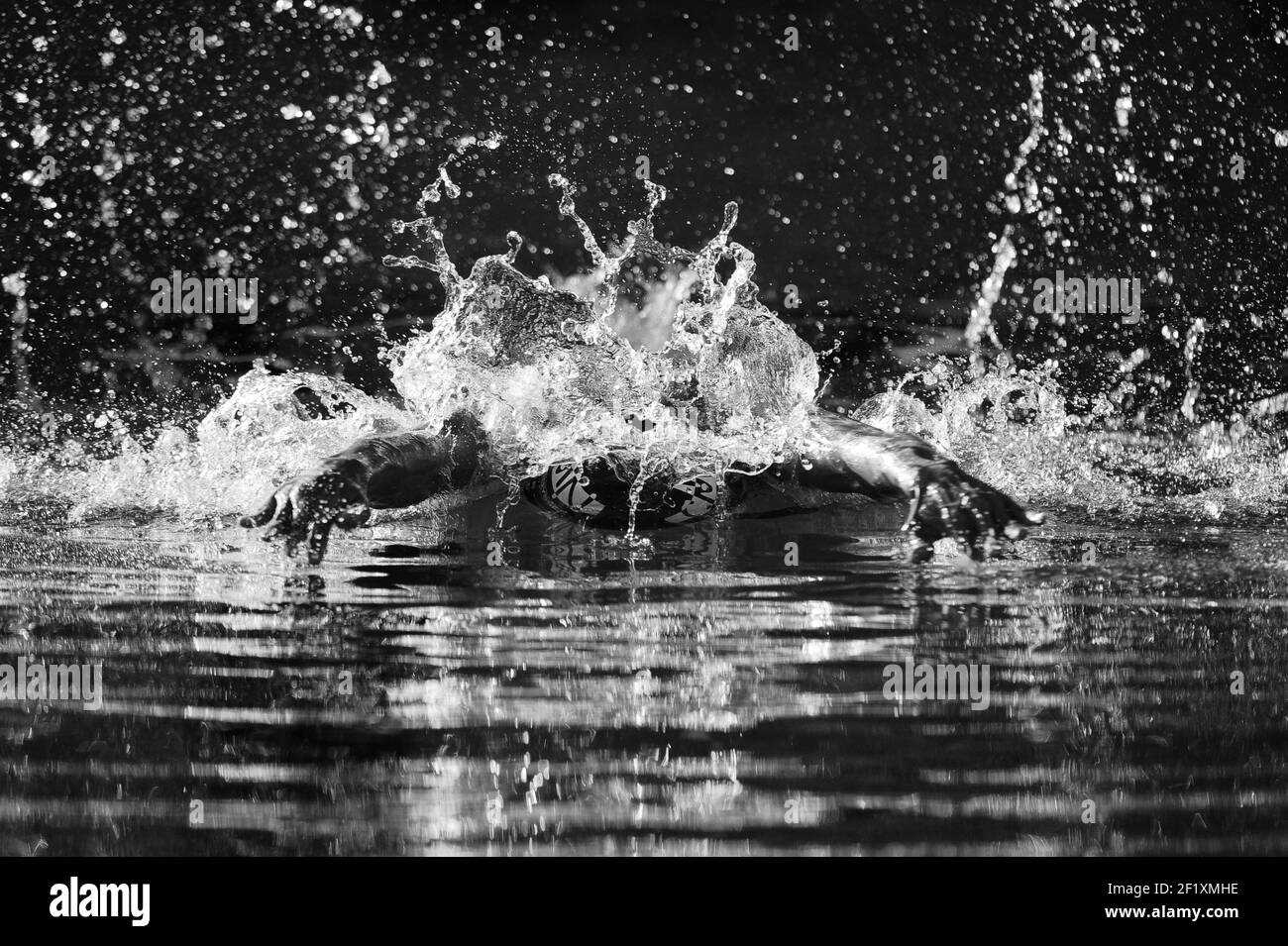 Natation - Championnat de France court 2013 (25m) - Dijon - France - jour 3 - 7 décembre 2013 - photo Stephane Kempinaire / KMSP / DPPI - 200 m Homme papillon - chaleur - Illustration Banque D'Images