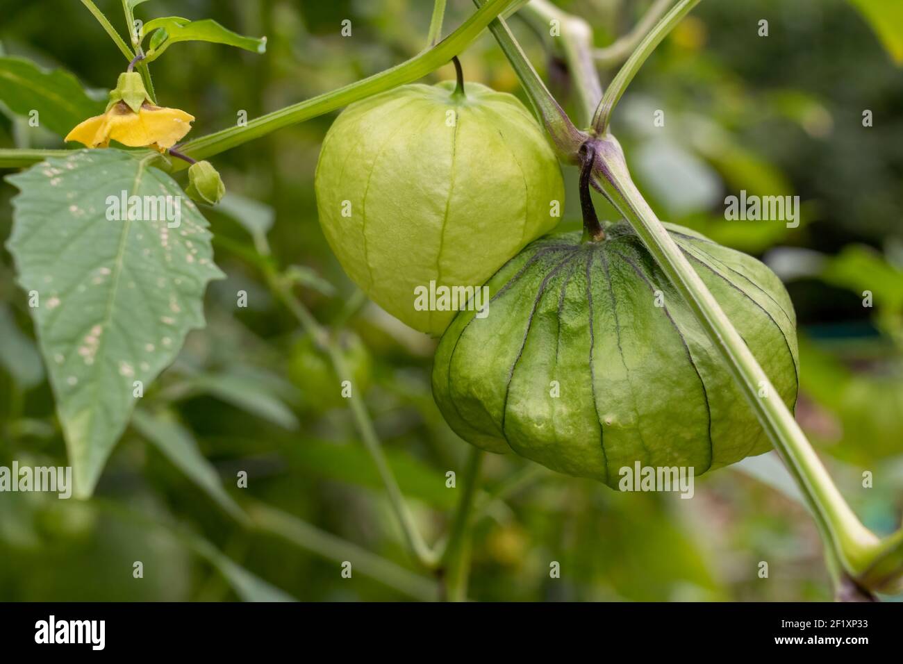 Issaquah, Washington, États-Unis. Gros plan d'une plante de Tomatillo, également appelée Husktomate, Husk-Tomato et Jamberry. Récoltez les tomatillos lorsqu'ils remplissent Banque D'Images