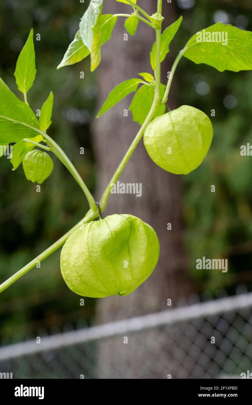 Issaquah, Washington, États-Unis. Gros plan d'une plante de Tomatillo, également appelée Husktomate, Husk-Tomato et Jamberry. Récoltez les tomatillos lorsqu'ils remplissent Banque D'Images
