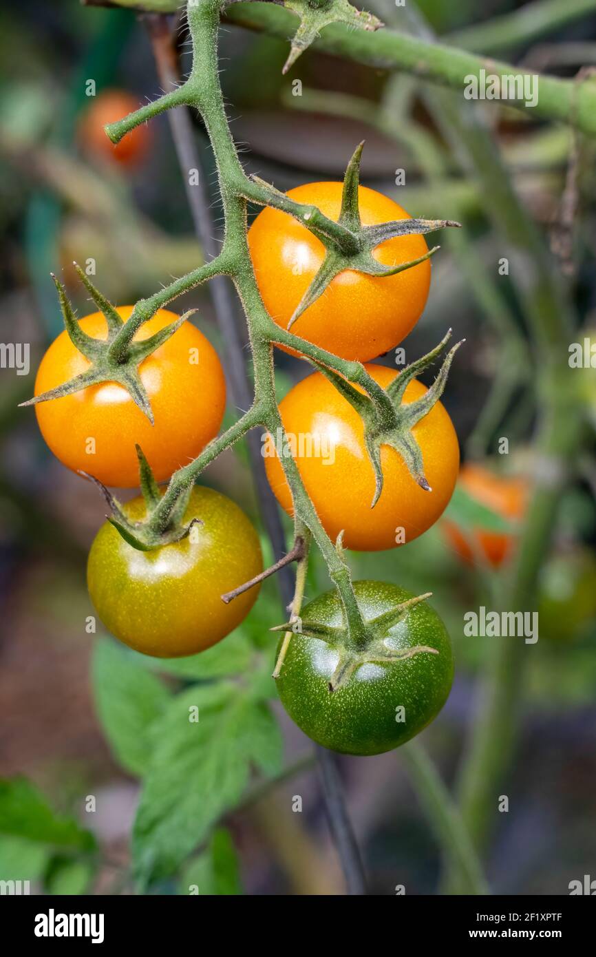 Issaquah, Washington, États-Unis. 100 tomates cerises mûres super sucrées. Banque D'Images