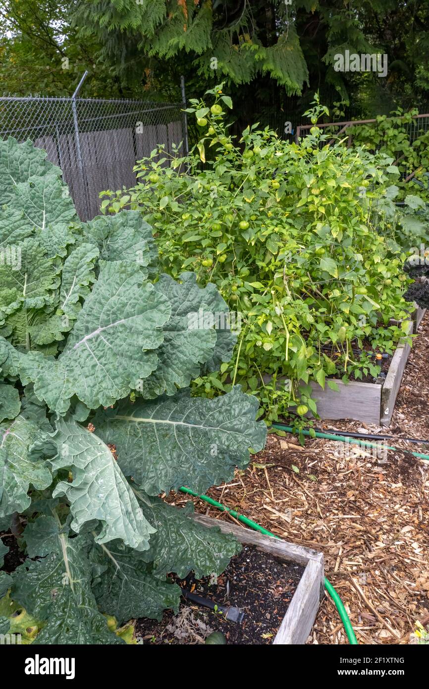 Issaquah, Washington, États-Unis. Usine Rainbow Lacinato Kale. C'est une croix de Lacinato avec Redbor kale. En arrière-plan sont les plantes tomatillo. Banque D'Images