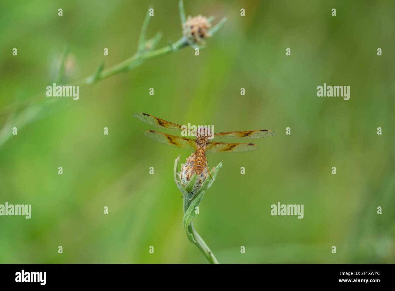 Libellule d'Amberwing de l'est en été Banque D'Images