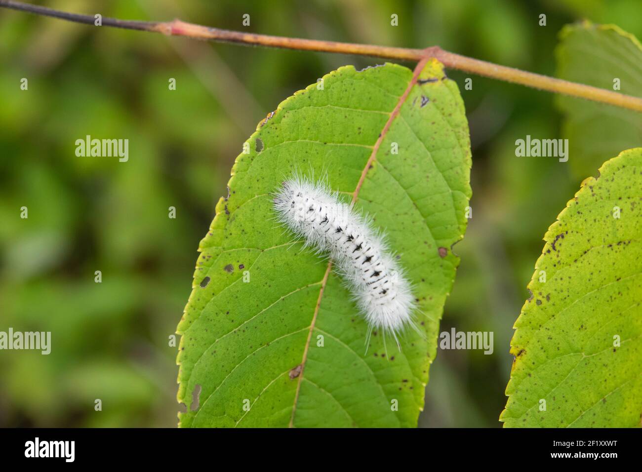 Hickory Tussock Moth Caterpillar en été Banque D'Images