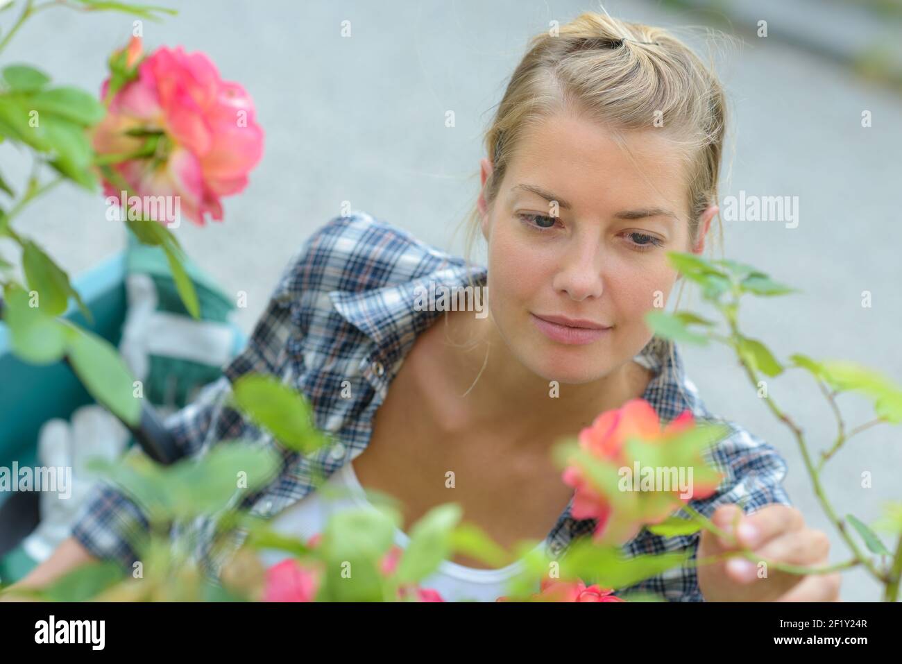 jeune femme regardant le rosier Banque D'Images