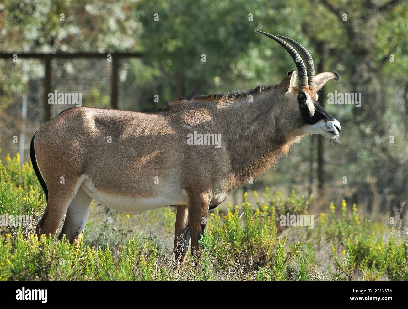 Antilope de sable (Hippotragus niger) dans la réserve africaine de Sigean-France Banque D'Images