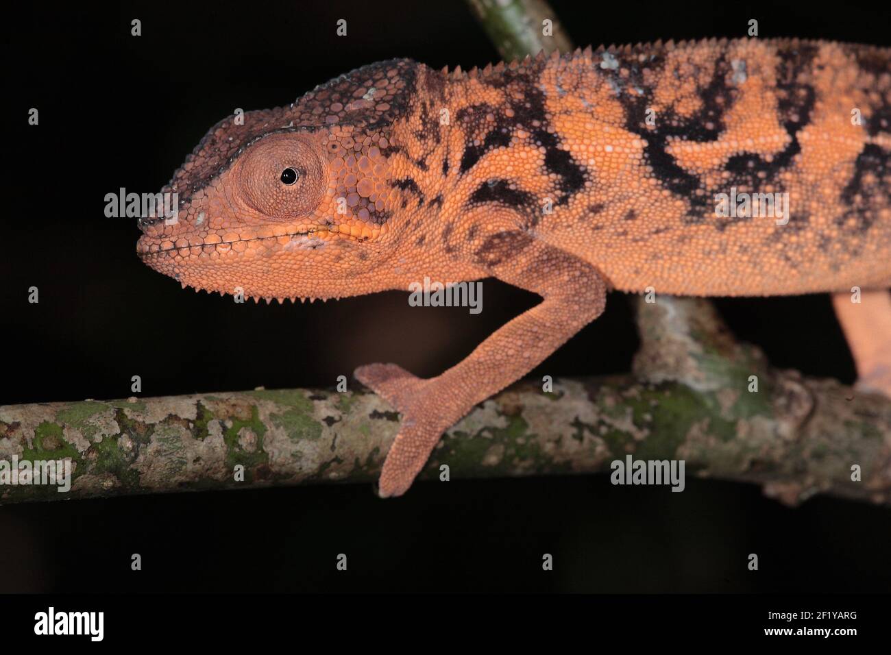 Femme Panther Chameleon (Furcifer pardalis), Lokobe nature Special Preserve, Nosy Be, Madagascar Banque D'Images