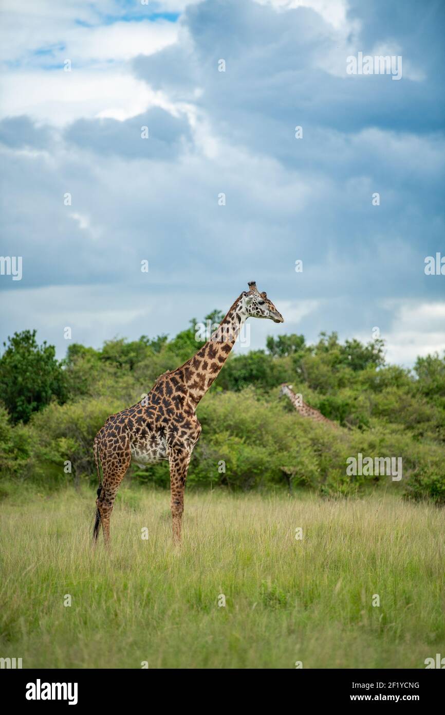 girafe masai africaine marchant dans des terres herbeuses et ciel nuageux spectaculaire à Masai Mara, kenya Banque D'Images