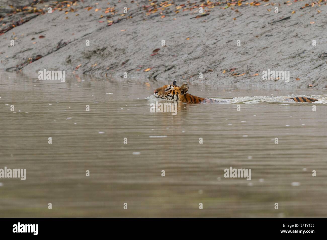 Gros plan sur le tigre du Bengale adulte nageant dans le canal pendant la saison de la mousson à la réserve de tigres de Sundarban, Bengale-Occidental, Inde Banque D'Images