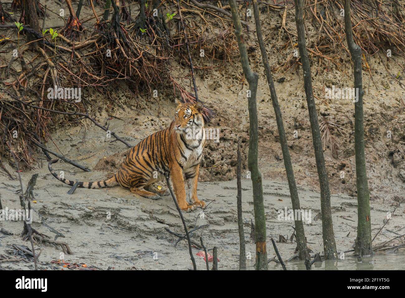 Jeune tigre du Bengale assise sur le méplat de la réserve de tigre de Sundarban, Bengale-Occidental, Inde et regardant en arrière Banque D'Images